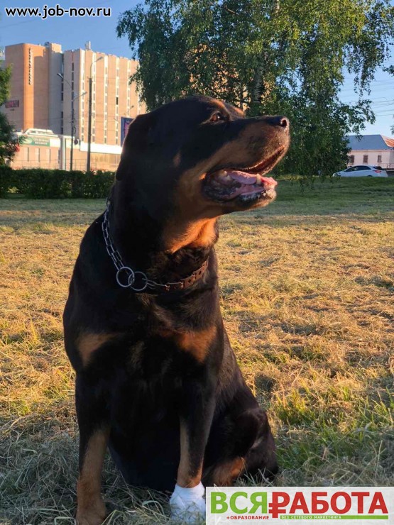 Выгульщик собаки требуется для работы в Великом Новгороде